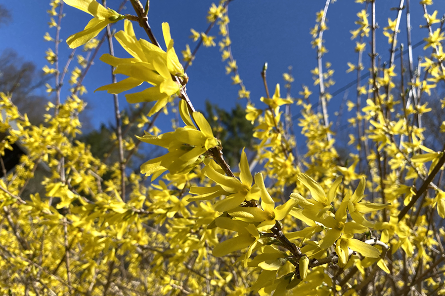 Spring: Five Haiku by Loree Griffin Burns