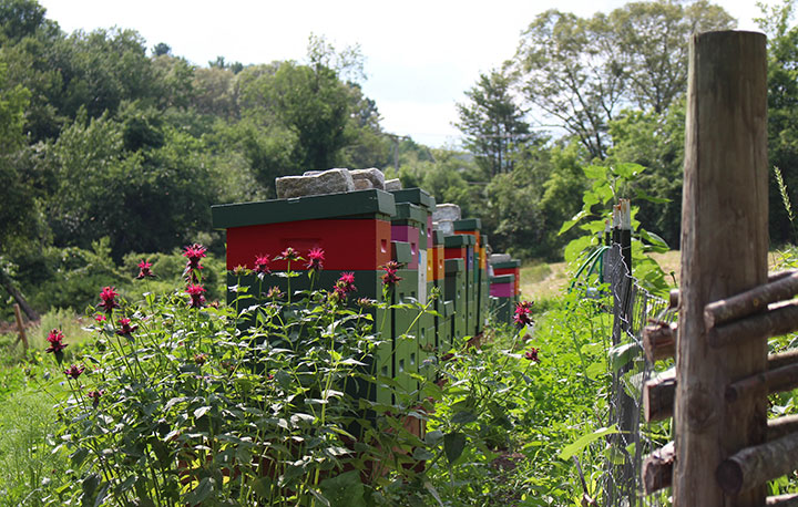 colorful bee boxes outside with flowers