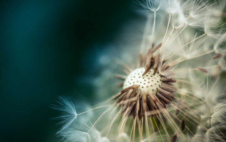 dandelion