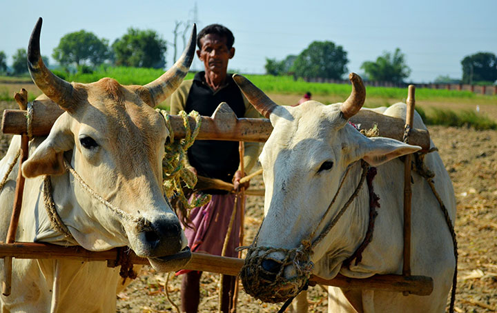 two oxen in a yoke with a man