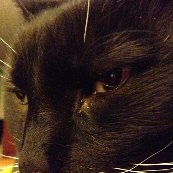 close up of black cat