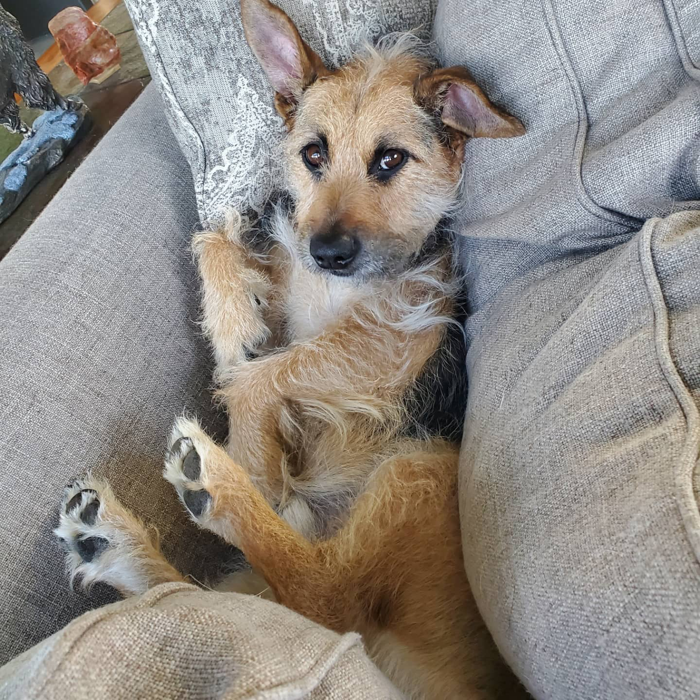 Photo of a small fuzzy terrier-mix dog laying on its back among pillows.