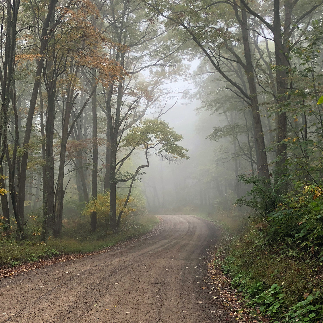 Photograph by Chris Luis titled "Nature's Mystery" that shows a dirt road leading into the woods on a foggy morning in early autumn.