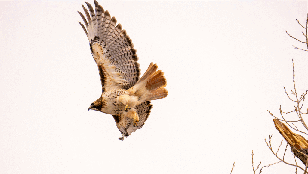 Hawk descending, talons outstretched, over a bare-branched tree.
